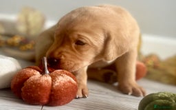Labrador Retriever dogs for sale: Yellow Labrador Puppies - Image 29