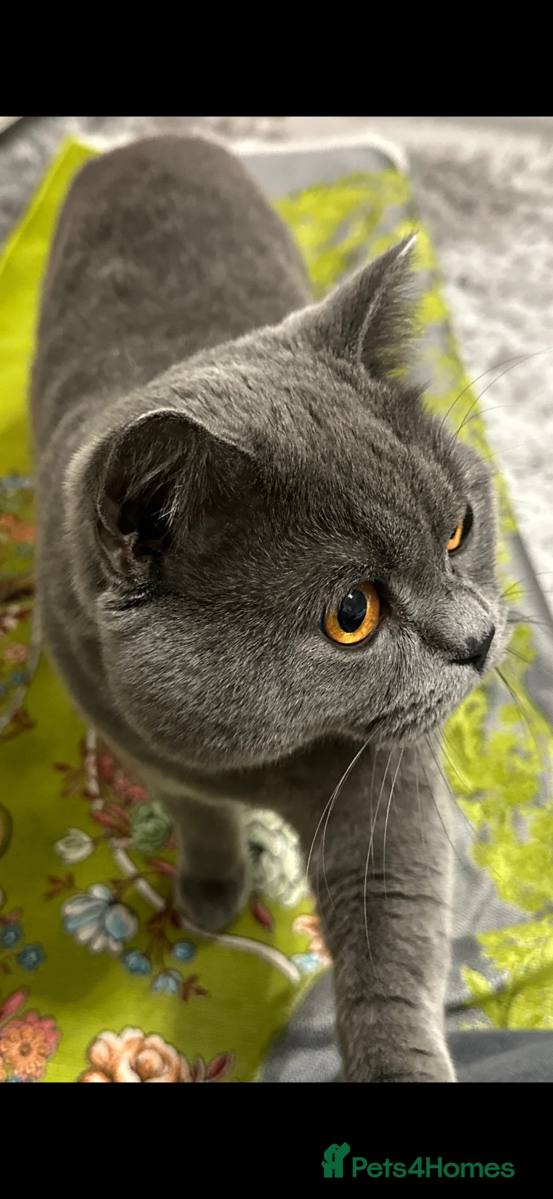 British Shorthair cats for sale: British Shorthair Male  in Rotherham - Advert 2