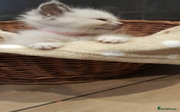 Siberian cats for sale: Hypoallergenic Siberian Neva Masquerade kittens. - Image 16