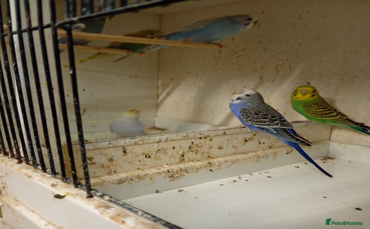 Budgerigars birds - Advert 2