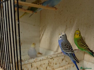 Budgerigars birds - Advert 17