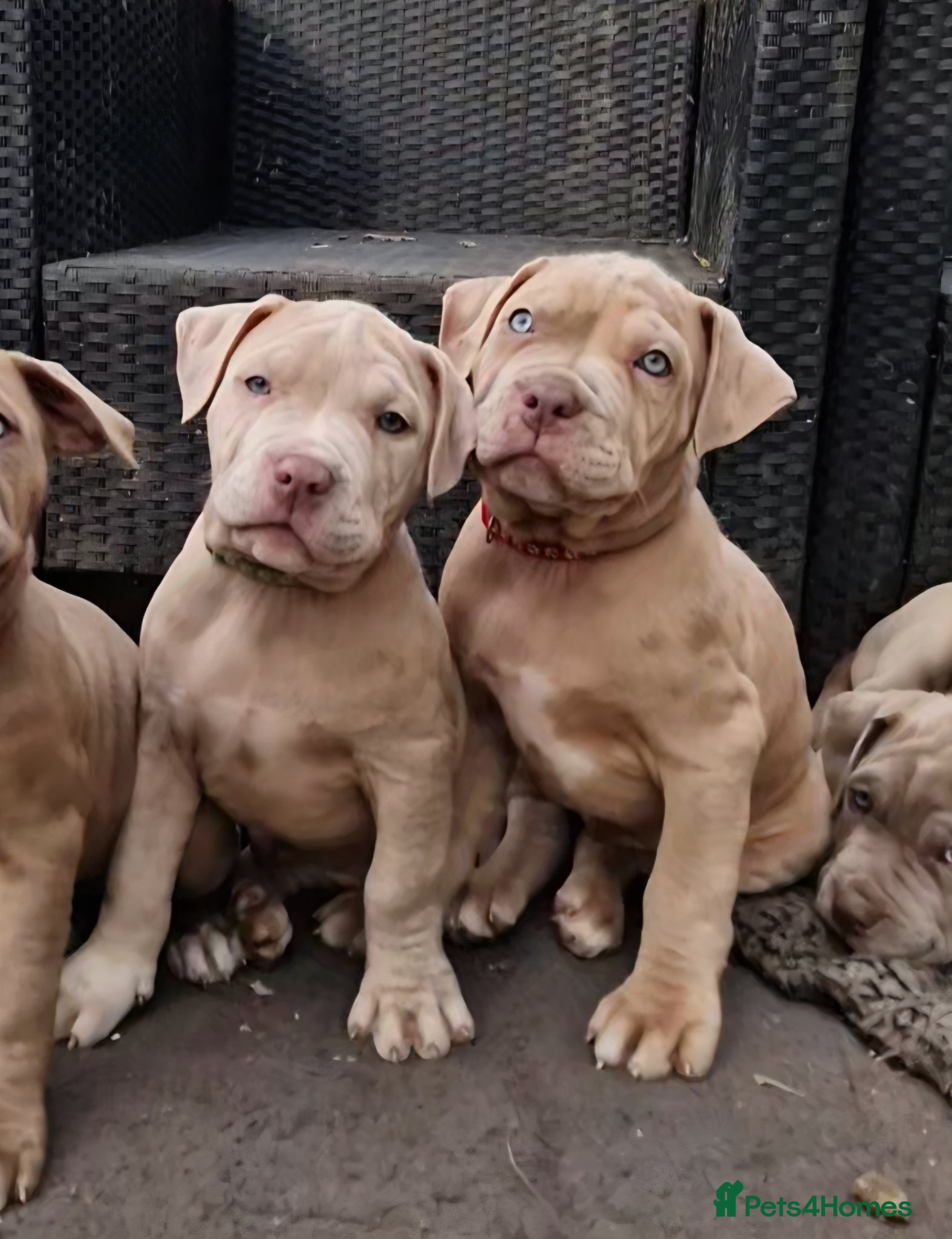 Mastiff dogs Stunning mastiff puppies - Advert 4