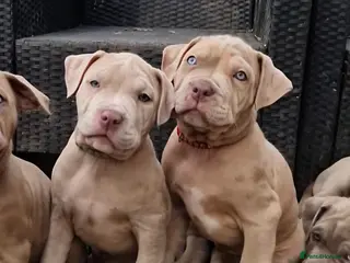 Mastiff dogs Stunning mastiff puppies - Advert 4