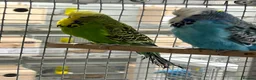 Budgerigars birds for sale: Budgies for sale  - Advert 9