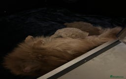 Pomeranian dogs for sale: READY TO LEAVE KC TOY MINI POMERANIAN’S 🦁 - Advert 7