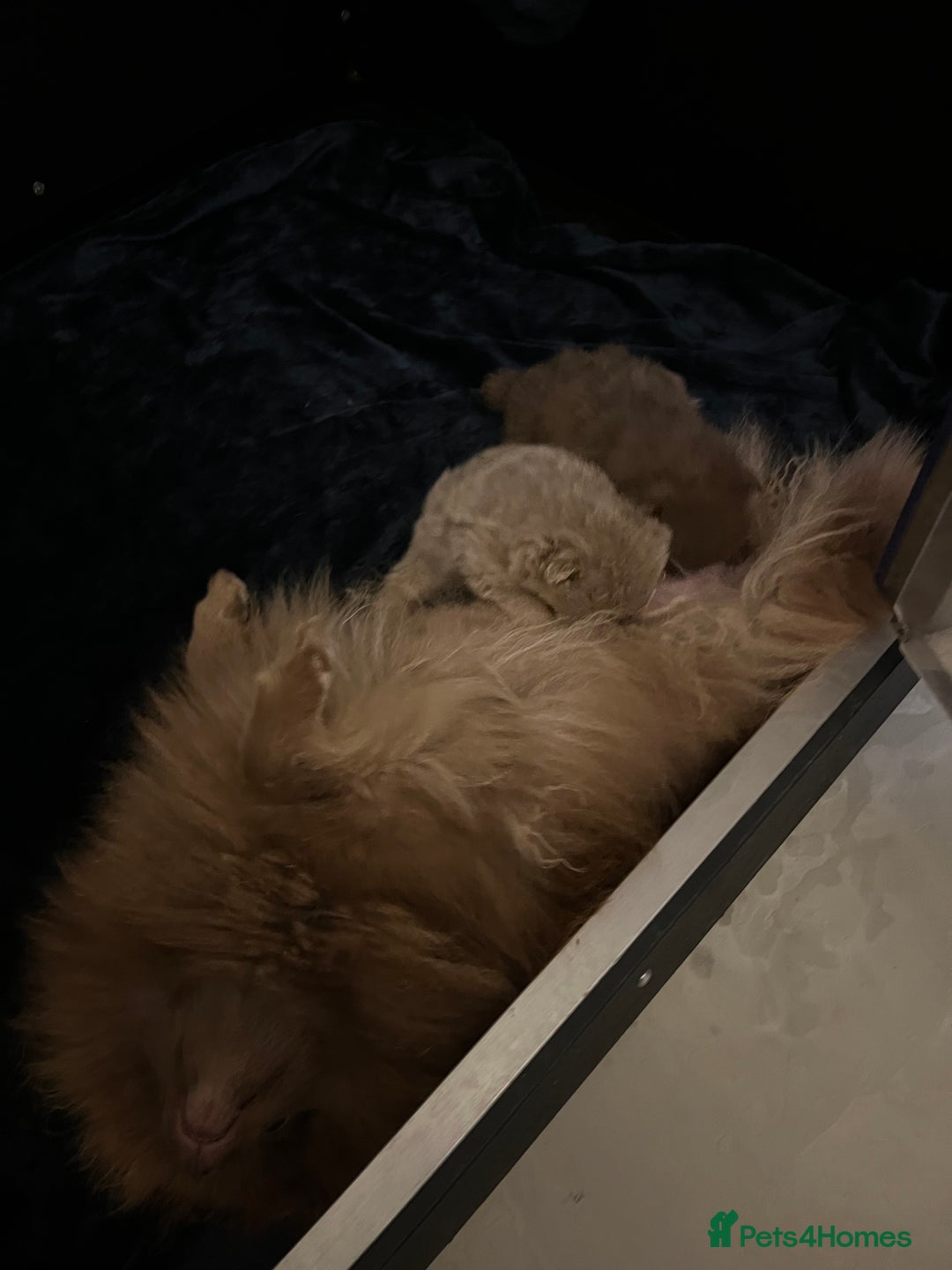 Pomeranian dogs for sale: READY TO LEAVE KC TOY MINI POMERANIAN’S 🦁 - Advert 7