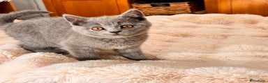 British Shorthair Kitten 1