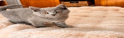 British Shorthair cats for sale: !!Champion bloodline!!GCCF British shorthair stoke - Advert 2