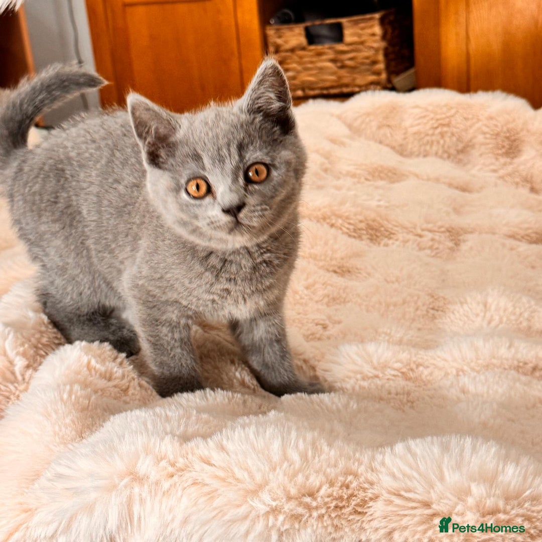 British Shorthair cats for sale: !!Champion bloodline!!GCCF British shorthair stoke - Advert 2