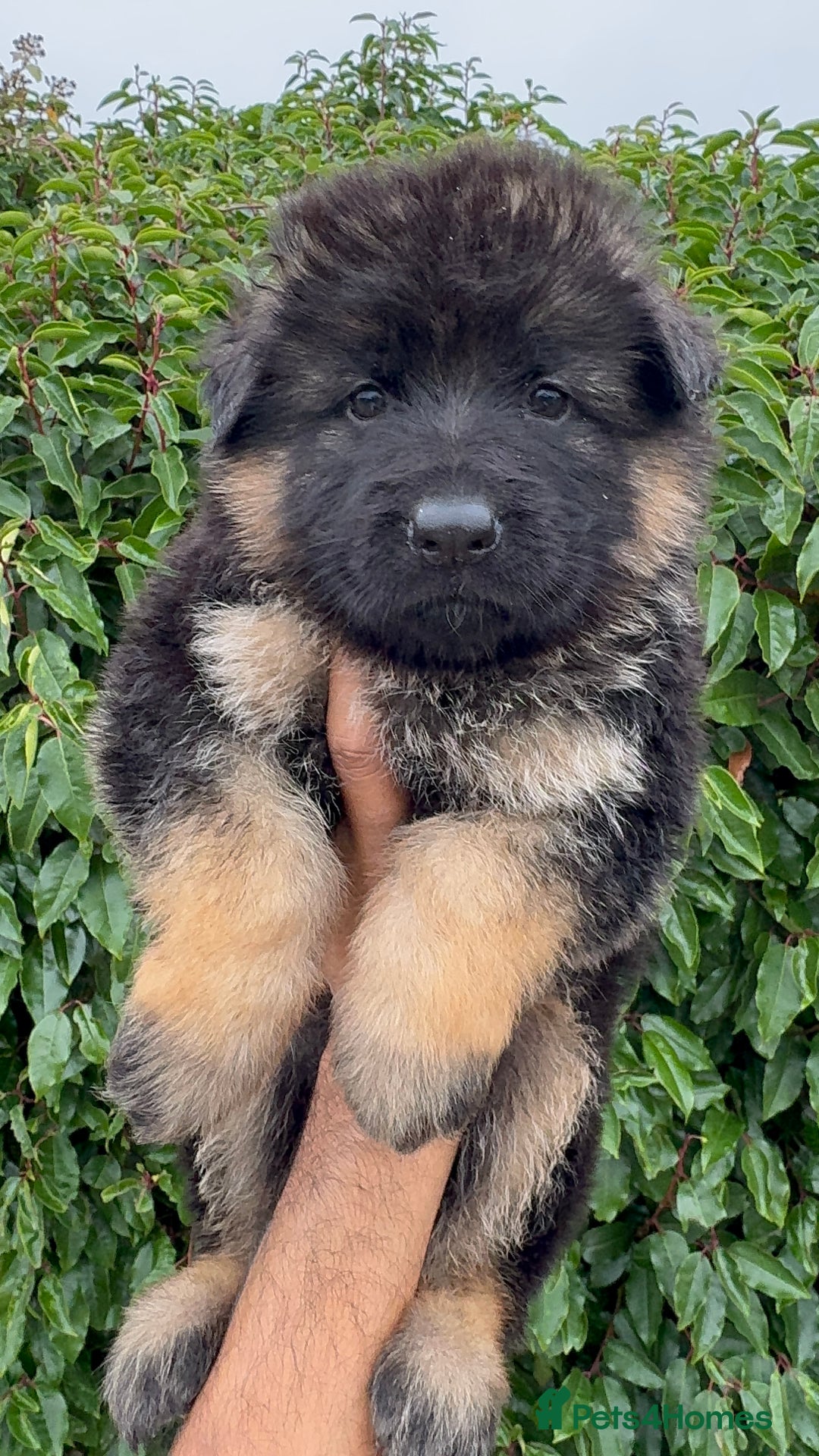 German Shepherd dogs for sale: Stunning German Shepherd Long hair puppies 🥰🔥 - Image 6
