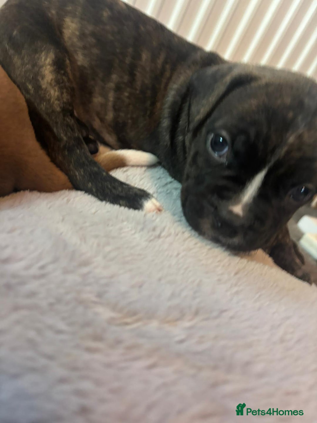 American Bulldog dogs for sale: American bulldog pups for sale - Advert 18