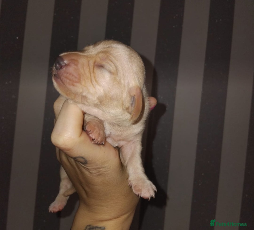 Miniature Dachshund dogs for sale: Exceptional minature cream dachshunds - Image 10