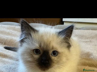 Ragdoll cats Beautiful Ragdoll Kittens - Advert 17