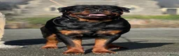 Rottweiler dogs for stud: HUGE KC REG HEALTH TESTED MALE, CHAMPION BLOODLINE - Advert 3