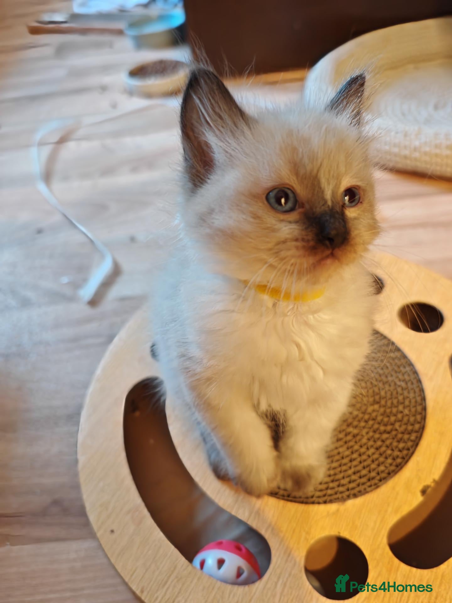 Ragdoll cats ​Beautiful Ragdoll Kittens  Boys & Girls Available - Advert 19