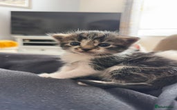 Mixed Breed cats for sale: Adorable bundles of fluff - Image 2