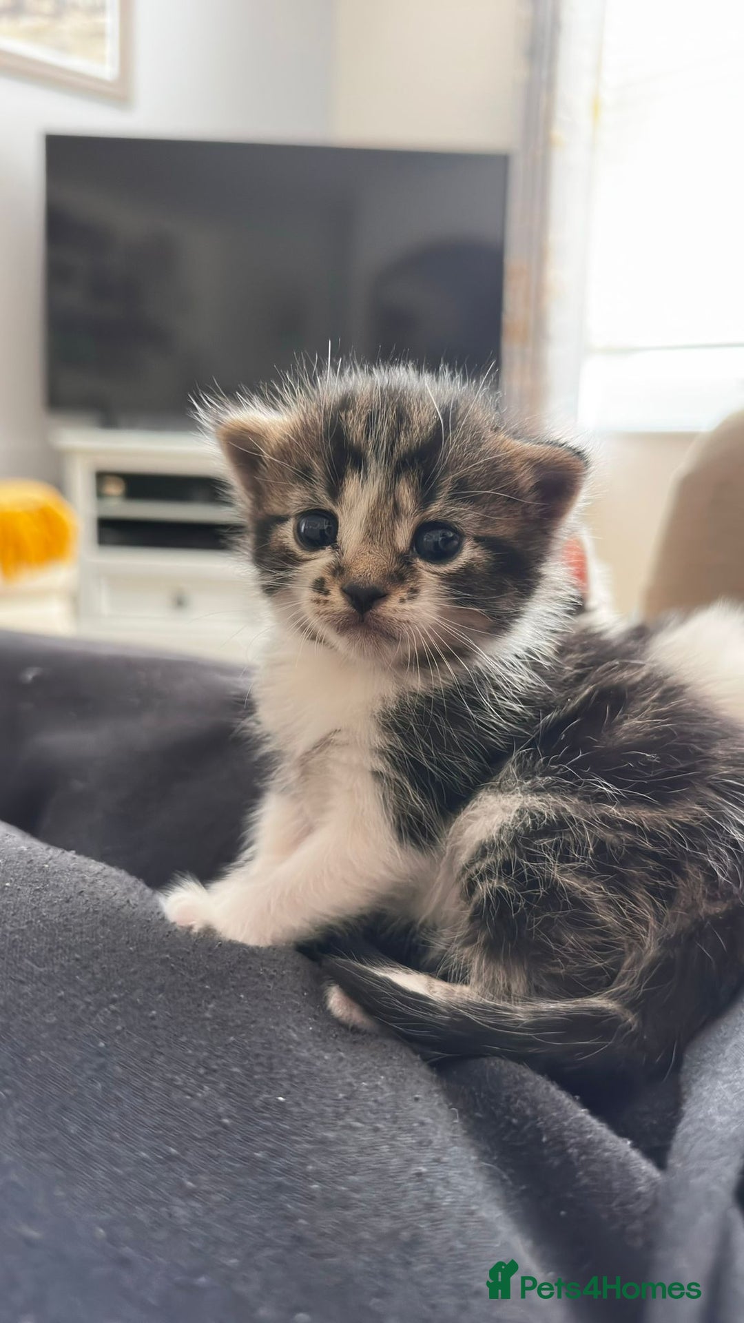 Mixed Breed cats for sale: Adorable bundles of fluff - Image 2