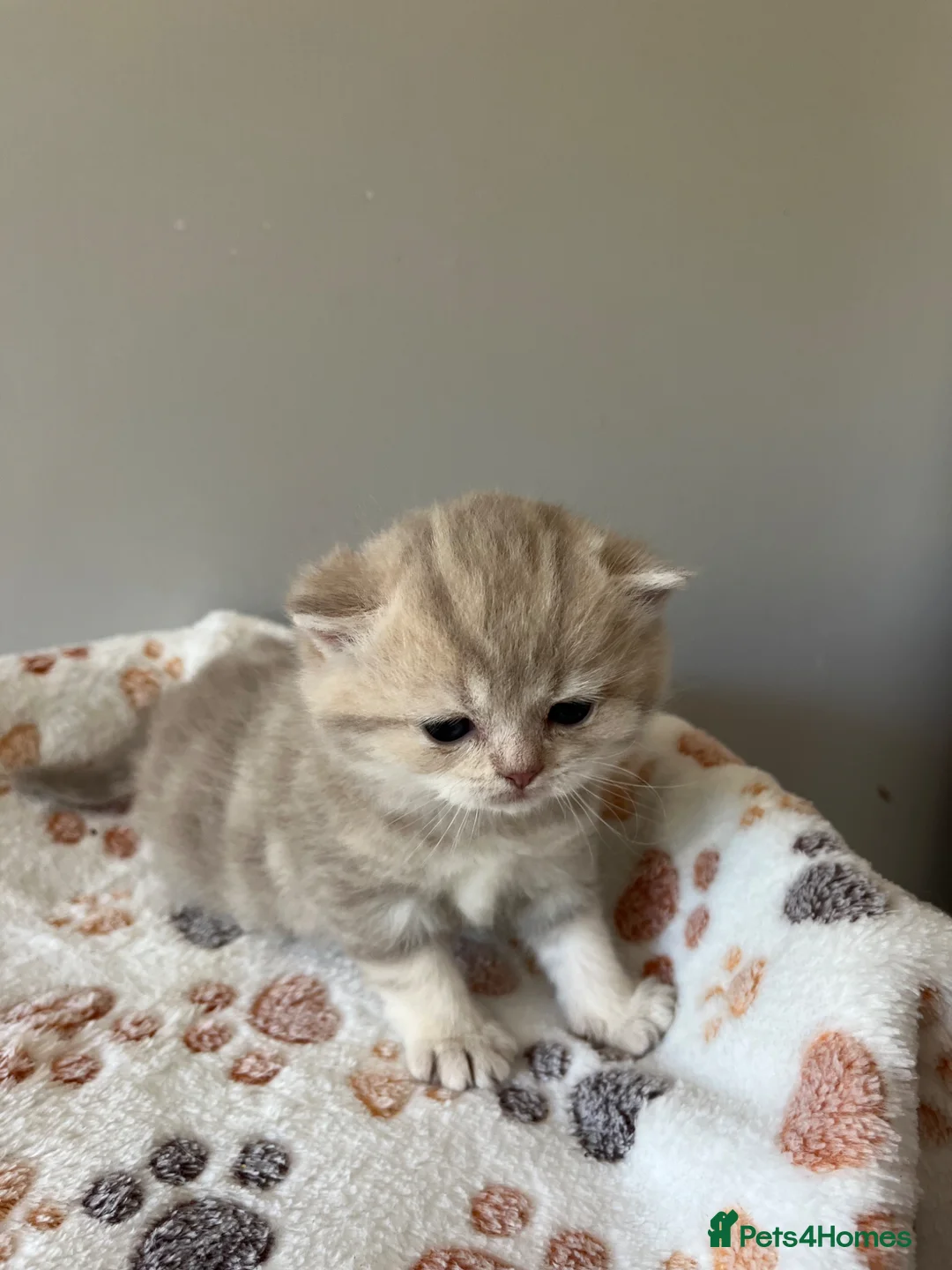British Shorthair cats for sale: Gorgeous male British Shorthair kitten  - Advert 8