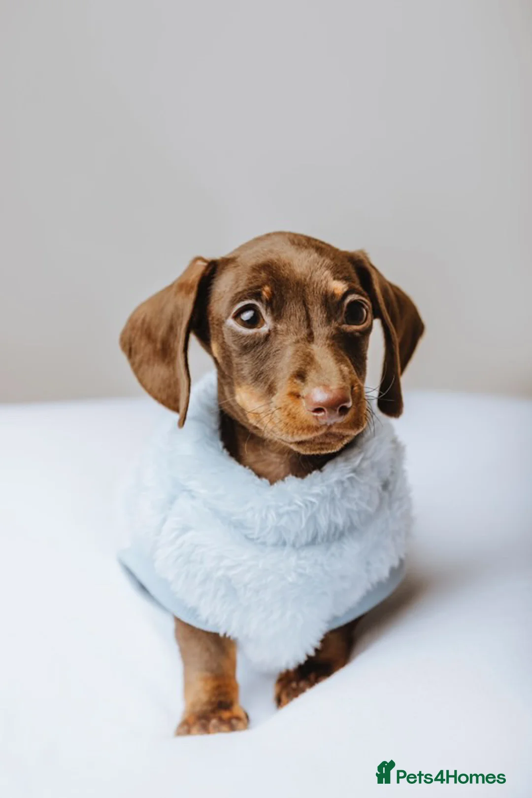 Miniature Dachshund dogs for stud: Kc Miniature Dachshund for stud  - Advert 5