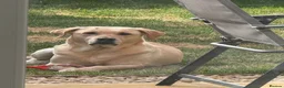 Labrador Retriever dogs for sale: 🐾 BELLA IS LOOKING FOR A NEW HOME🐾  - Advert 6