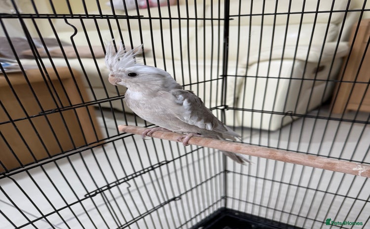 Cockatiels birds - Advert 10
