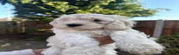 Cockapoo dogs for sale: Gorgeous phantom cockapoos!  - Advert 13