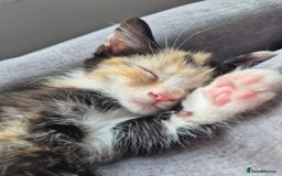 Mixed Breed cats for sale: Beautiful kittens  - Image 11
