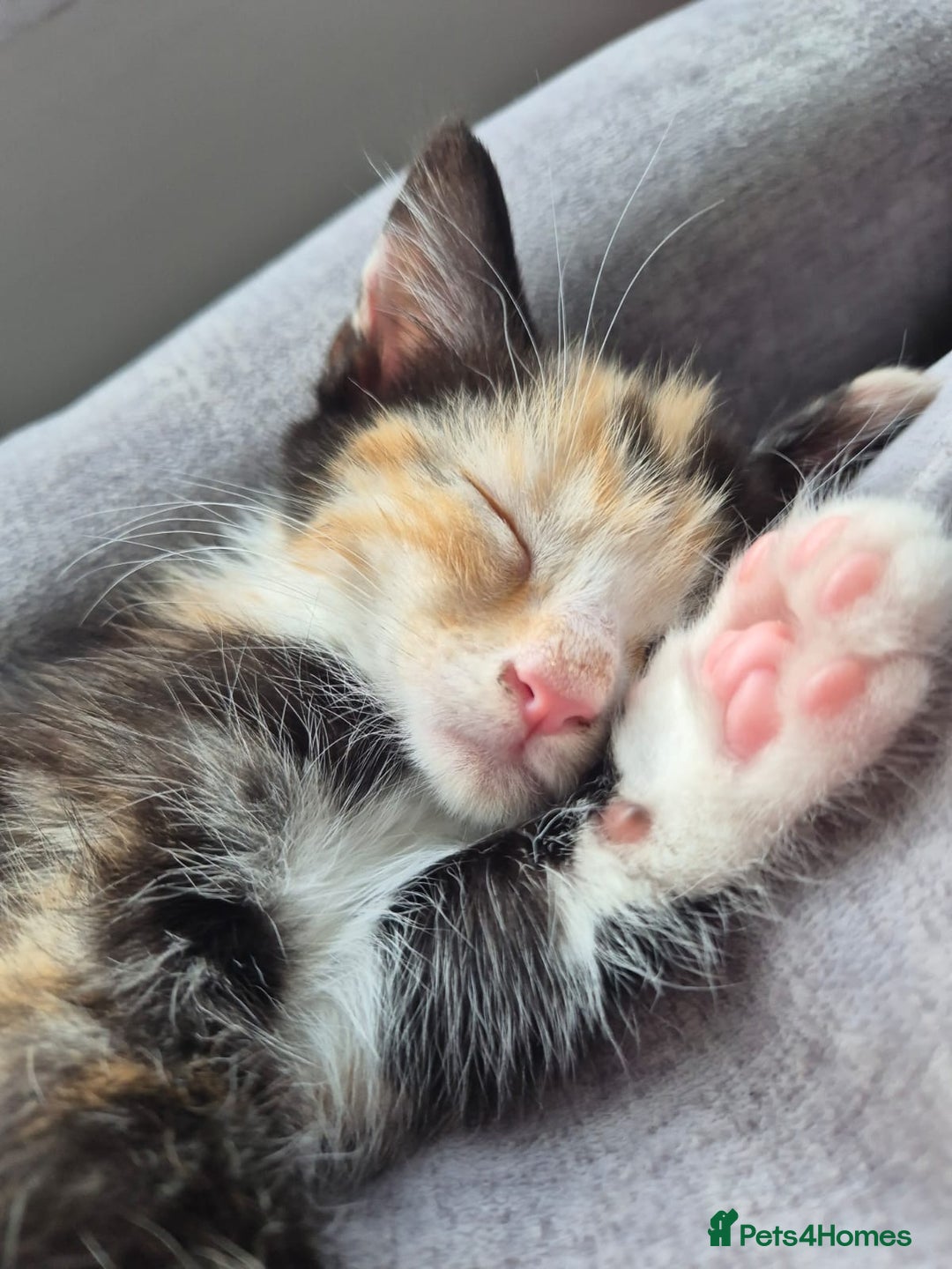 Mixed Breed cats for sale: Beautiful kittens  - Image 11