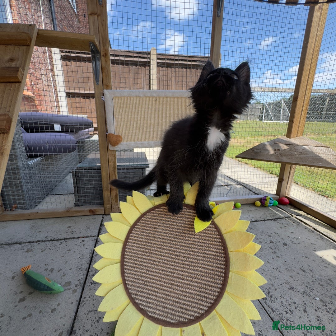 Maine Coon cats for sale: Purr Machines Ready Now - GCCF Reg Maine Coons - Image 25