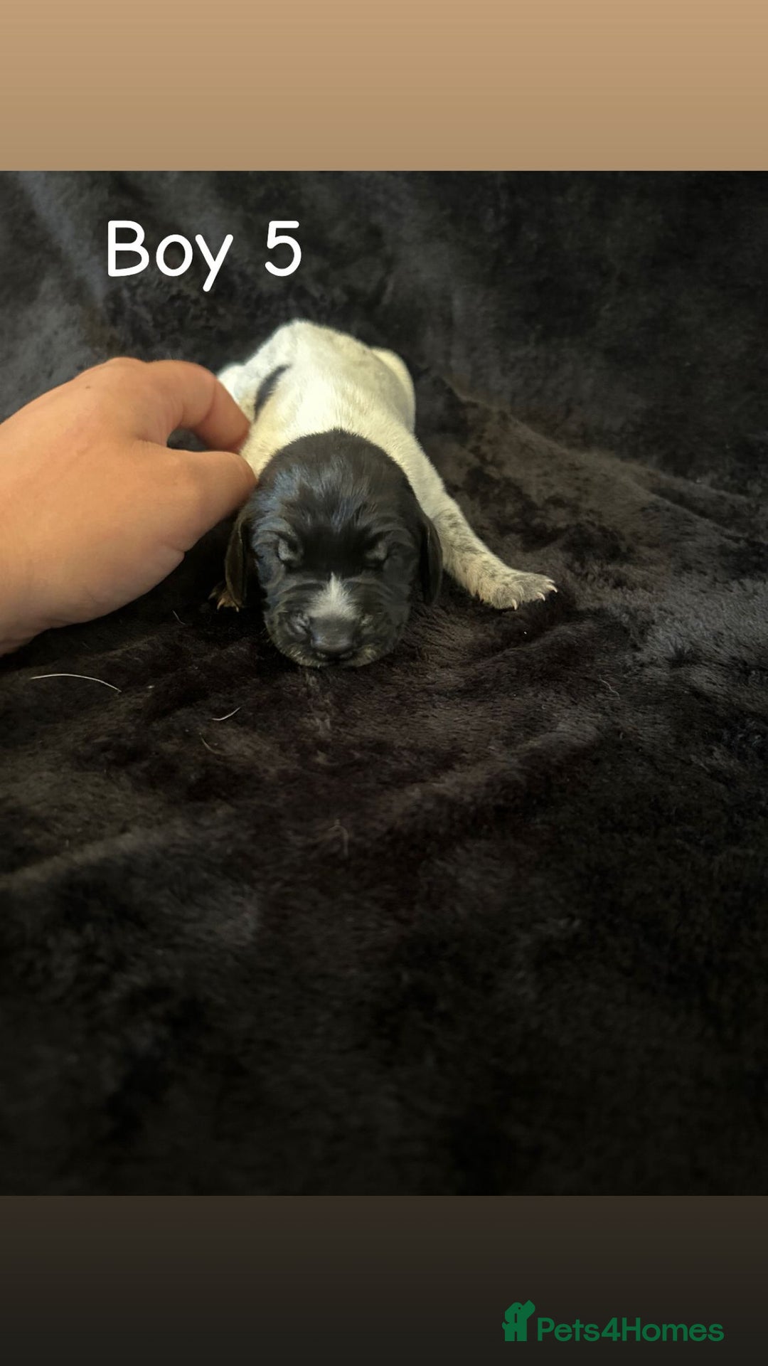 German Shorthaired Pointer dogs for sale: Beautiful pointer puppies - Image 13