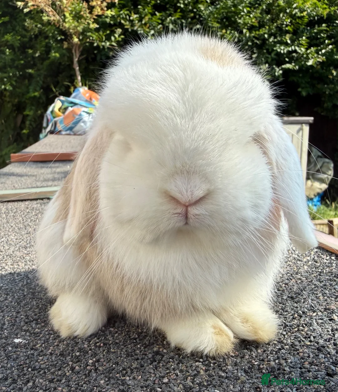 Mini Lop rabbits for sale: Lilac Harli extreme blue eyed buck  - Advert 3