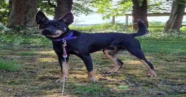 Mixed Breed dogs - Advert 14