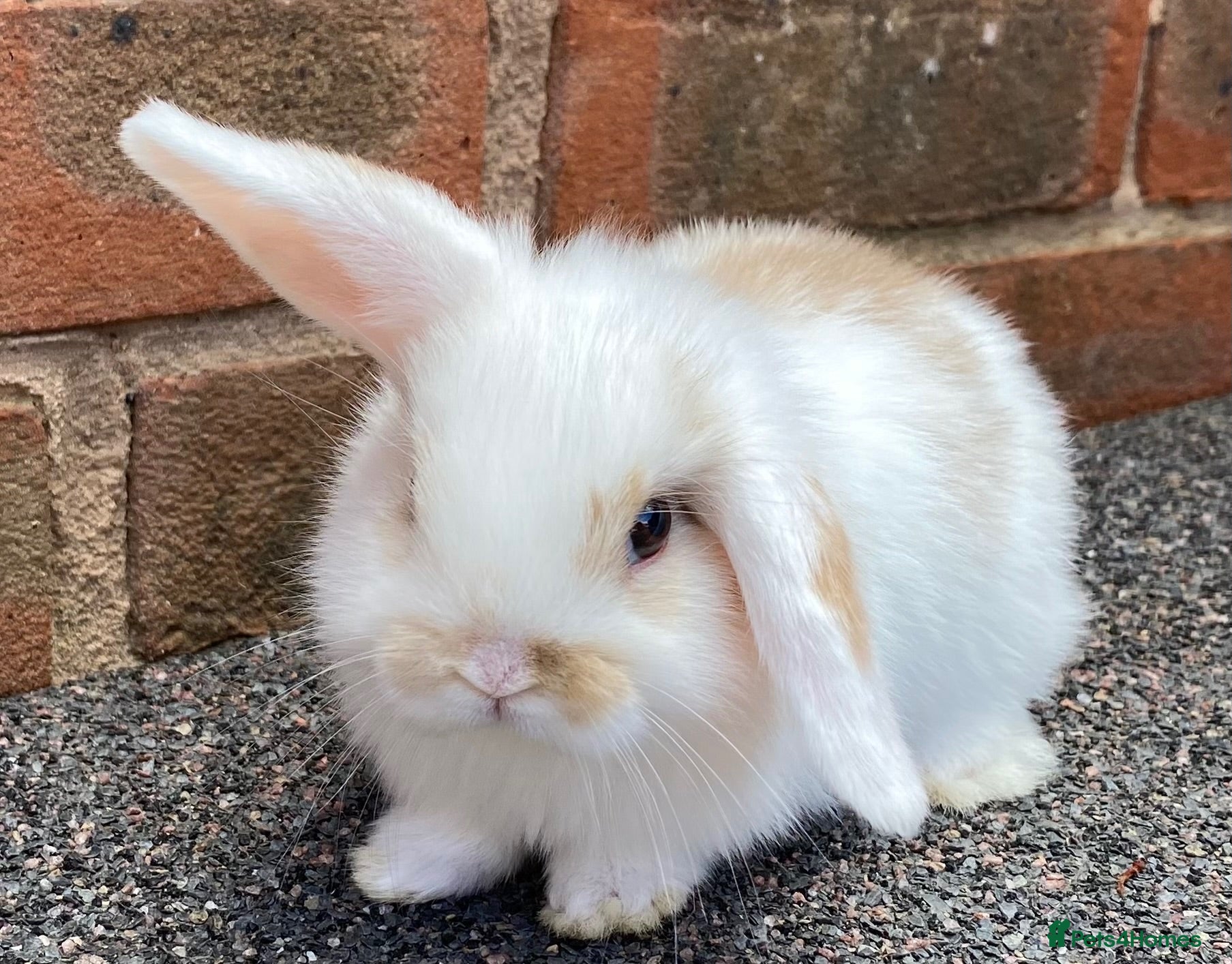 Mini Lop rabbits STUNNING PURE BREED MINI LOPS AMAZING COLOURS - Advert 15