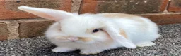 Mini Lop rabbits for sale: STINNING PURE BREED MINI LOPS AMAZING COLOURS - Advert 15