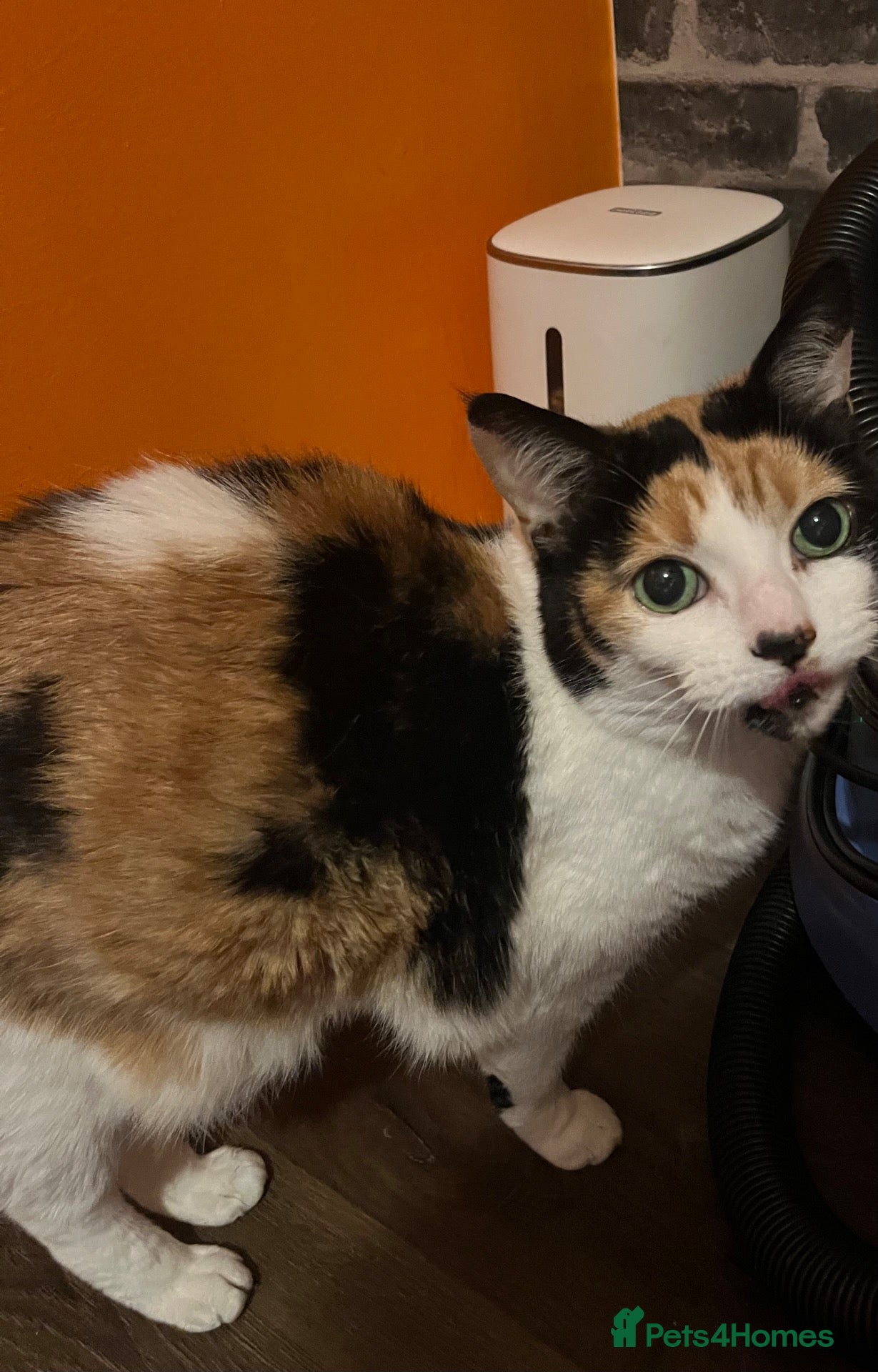 Mixed Breed cats Tosia - Advert 4