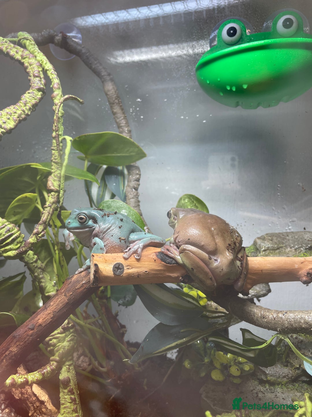 Frog reptiles for sale: Whites Tree Frogs and Enclosure - Image 3