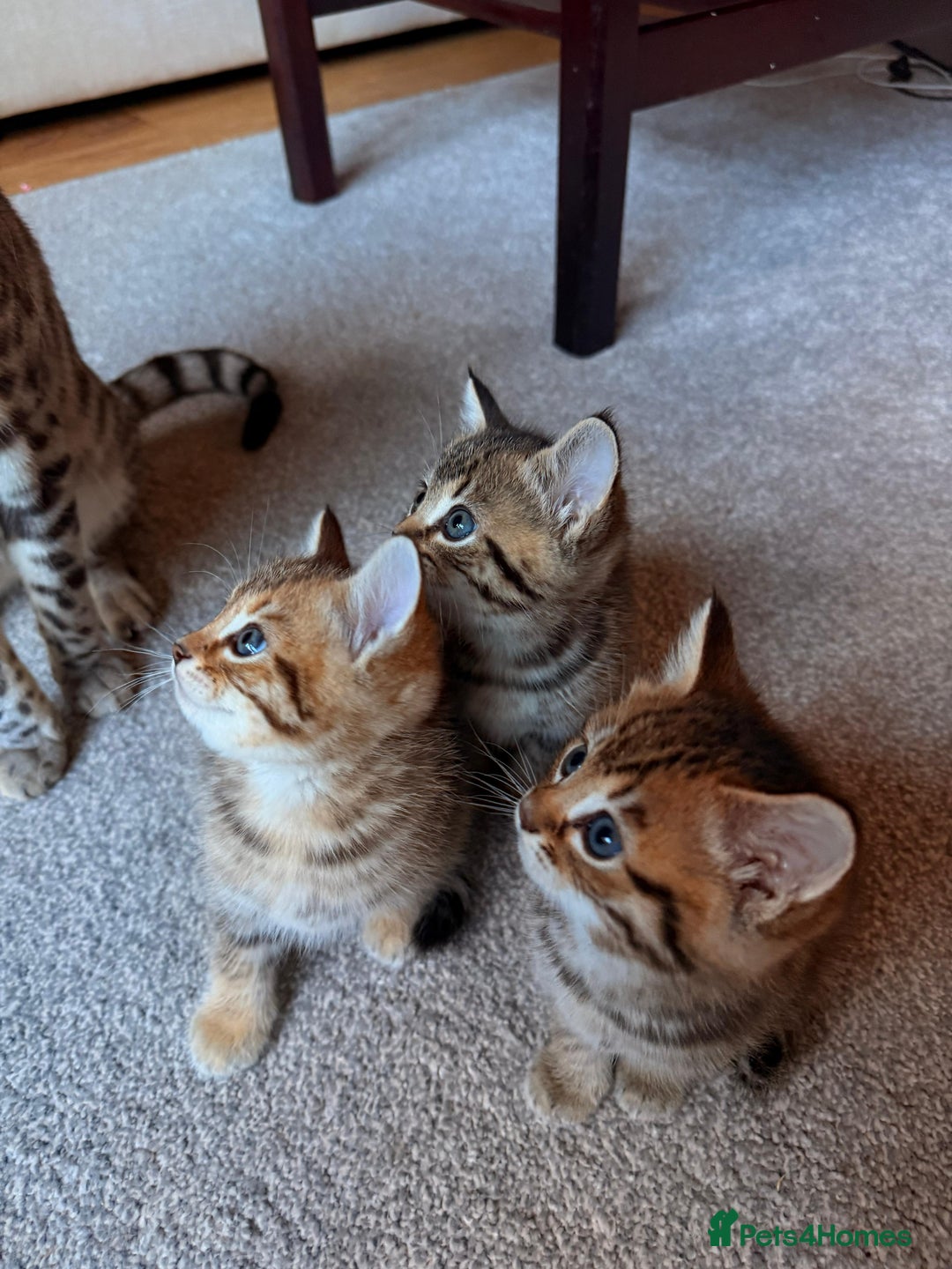 Mixed Breed cats for sale: Beautiful Ragdoll Bengal Cross Kittens - Advert 10