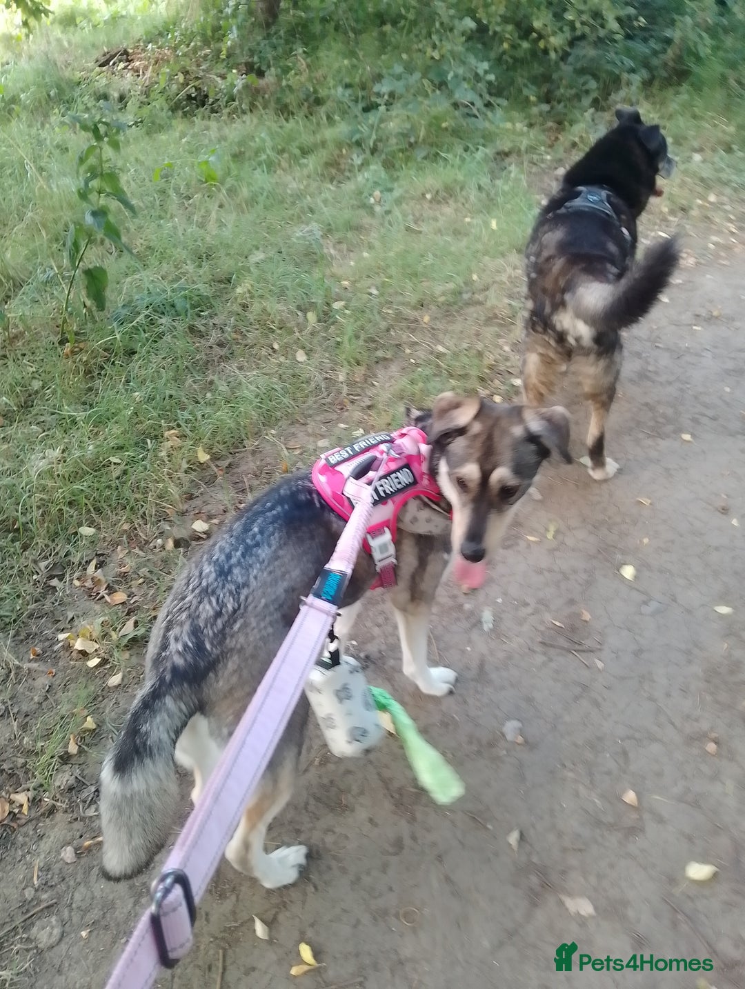 Mixed Breed dogs for sale: Husky x Labrador Retriever - Image 14