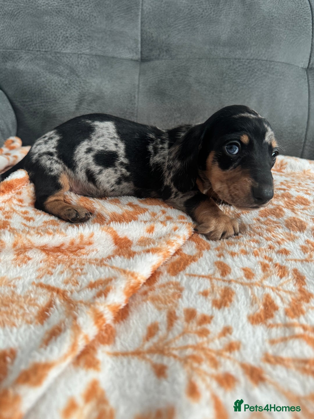 Miniature Dachshund dogs for sale: Male miniature Dachshund  - Advert 7