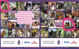British Shorthair cats for sale: GCCF Reg Show quality & Champion line Goldens - Image 10