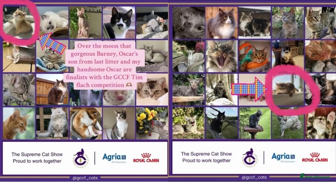 British Shorthair cats for sale: GCCF Reg Show quality & Champion line Goldens - Image 10