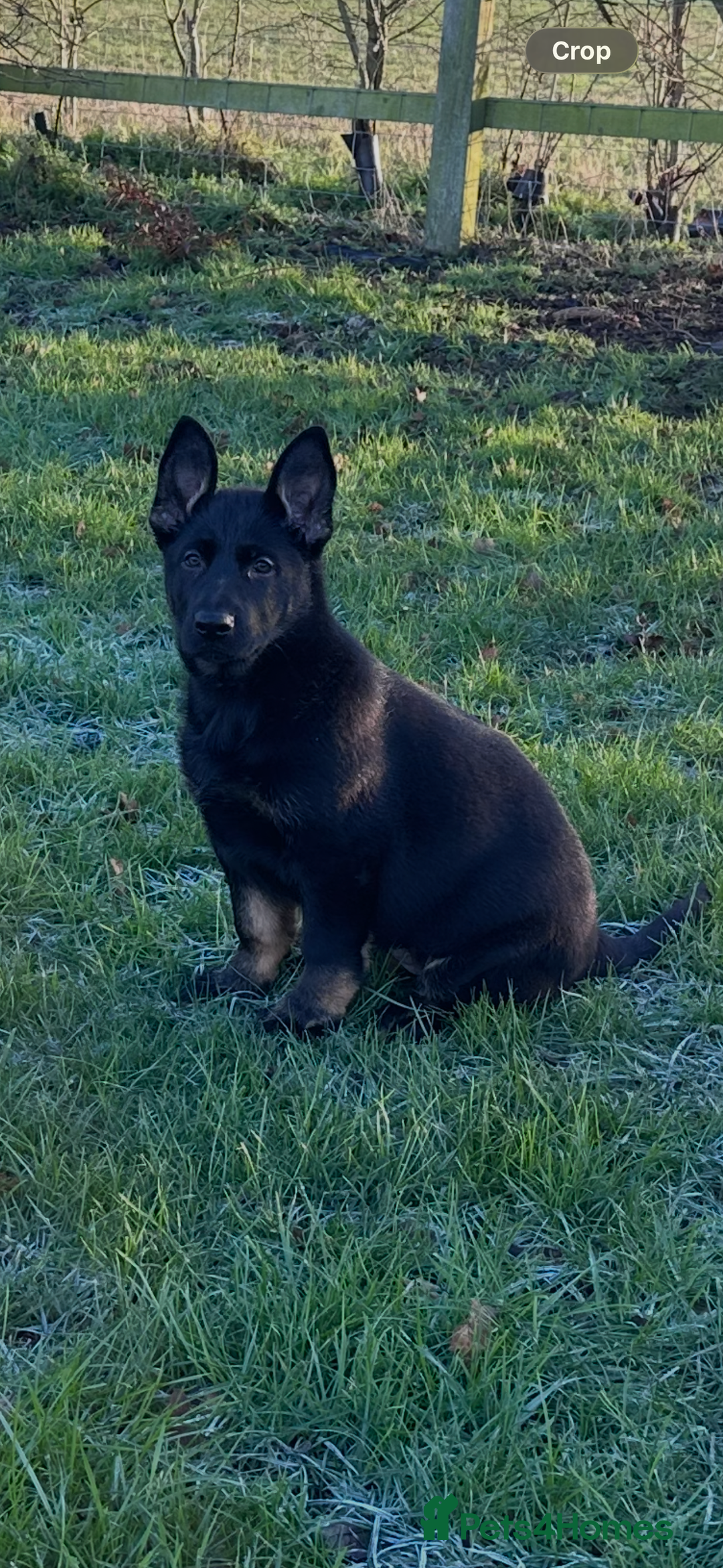 German Shepherd dogs for sale: ONE EXCLUSIVE FEMALE GSD PUP, HOME RARED AND BRED. - Advert 1