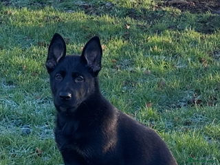 German Shepherd dogs ONE EXCLUSIVE FEMALE GSD PUP, HOME RARED AND BRED. - Advert 2