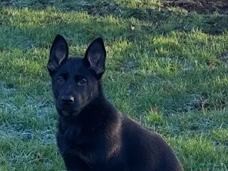 German Shepherd dogs ONE EXCLUSIVE FEMALE GSD PUP, HOME RARED AND BRED. - Advert 3