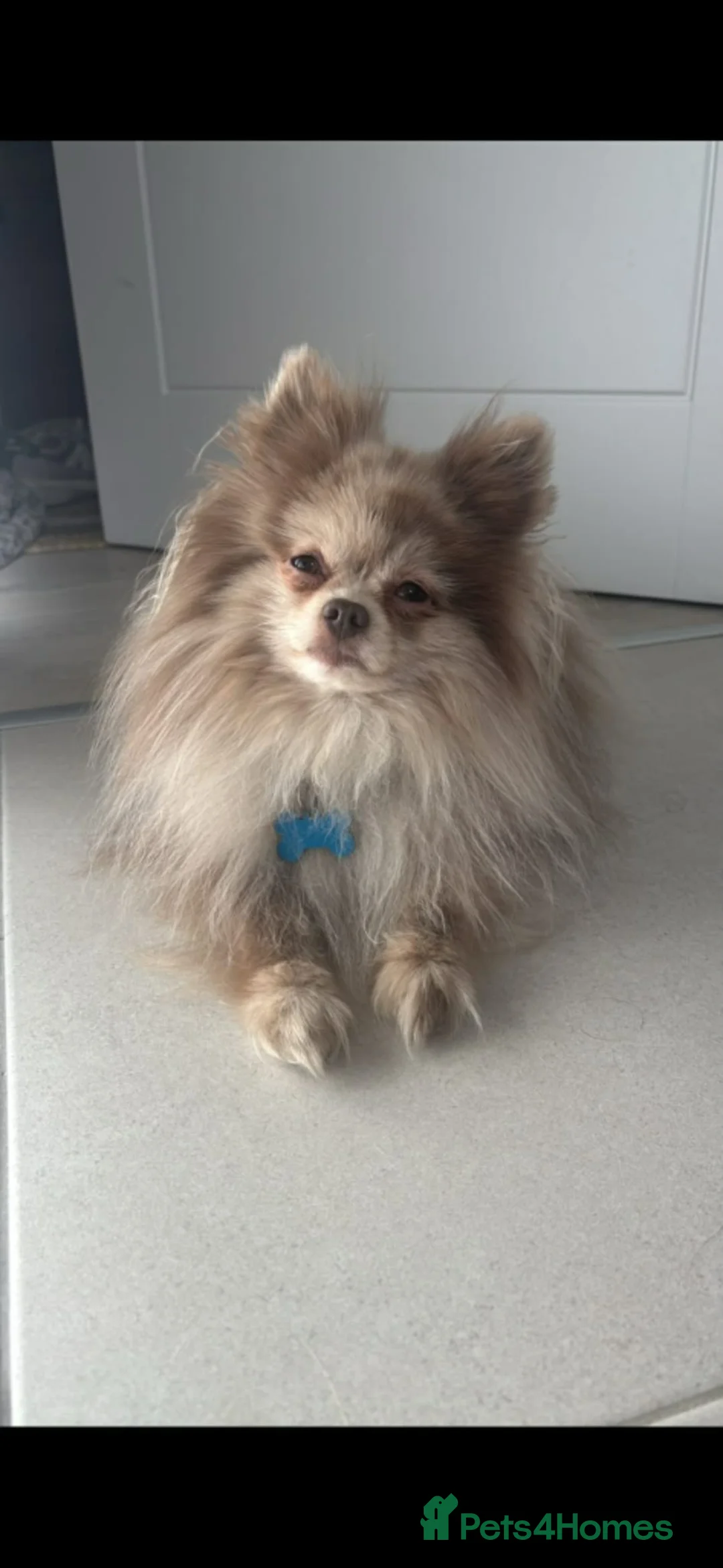 Pomeranian dogs for sale: Super Unique & Rare Pomeranian Girls 🩷🐾✨ - Advert 2