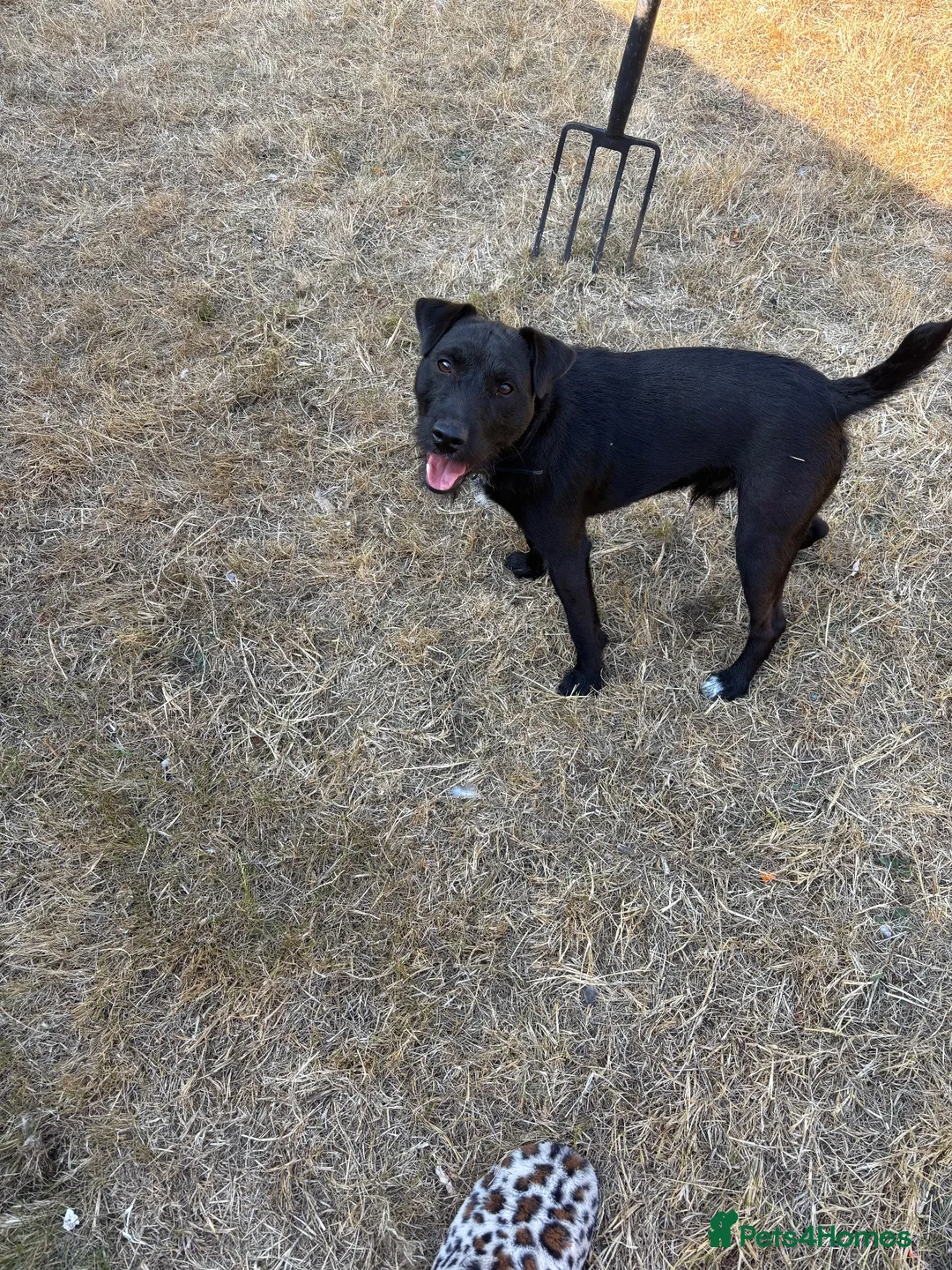 Mixed Breed dogs for sale: Patterdale/lakeland terrier in Market Drayton - Advert 2