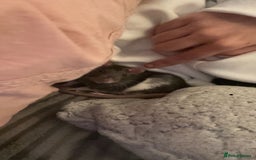 Rat rodents for sale: Two male Fancy Rats in need of rehoming - Image 7