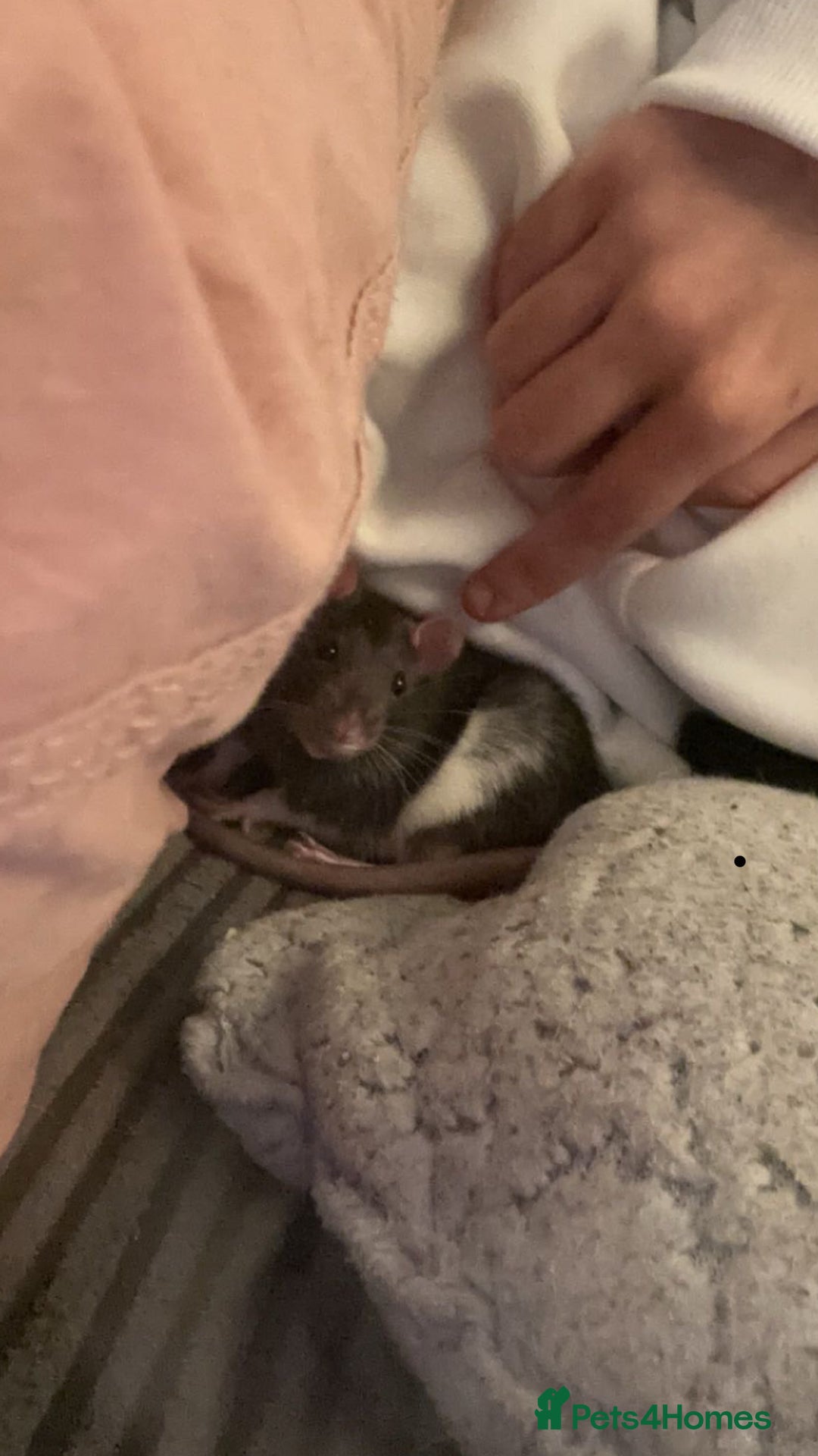 Rat rodents for sale: Two male Fancy Rats in need of rehoming - Image 7