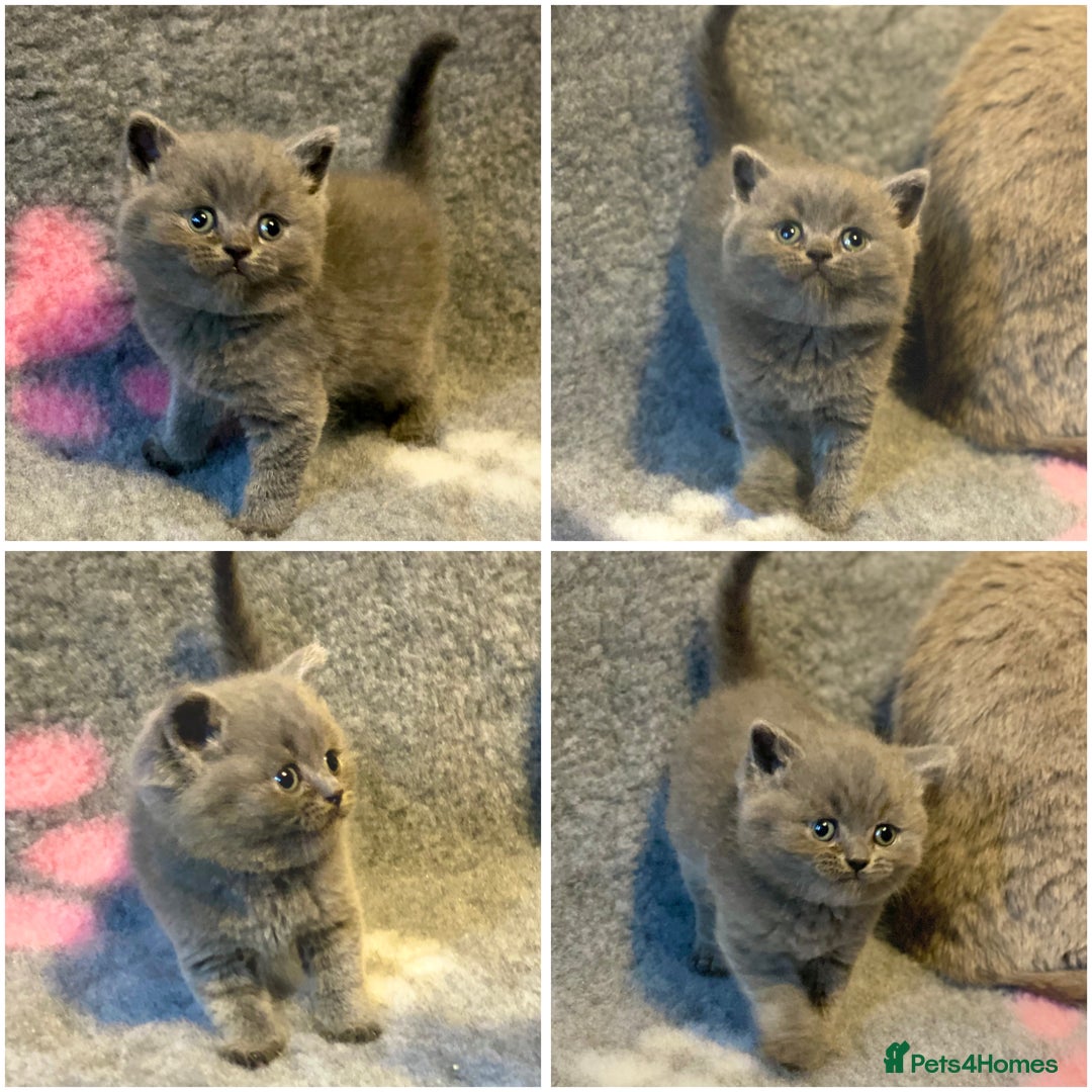 British Shorthair cats for sale: Gorgeous BSH kittens  - Advert 4