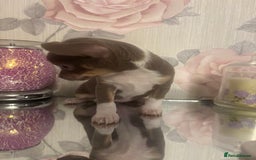 Chihuahua dogs for sale: Ready now ***Lilac girls - Image 32